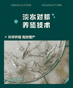 淡水养殖虾子怎么养殖