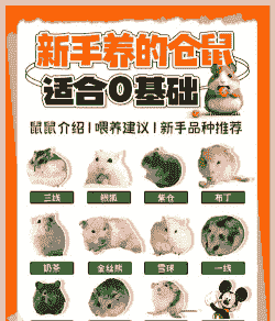 养殖鼠怎么养殖的