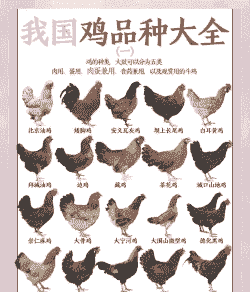 鱼缸养殖菱角怎么养殖