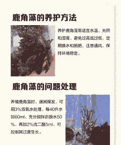 海水养殖藻类怎么养殖