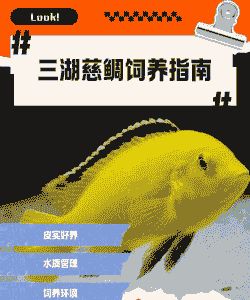 养殖观赏鲷鱼怎么养殖