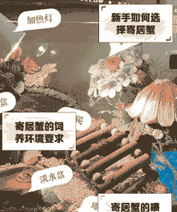 养殖螃蟹宿舍怎么养殖