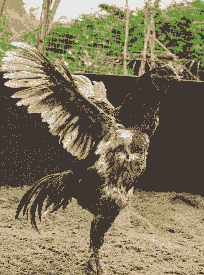 斗鸡养殖冬天怎么养殖