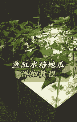 鱼缸养殖南瓜怎么养殖