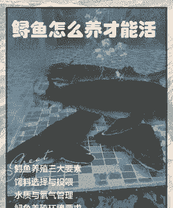 户外养殖鲟鱼怎么养殖