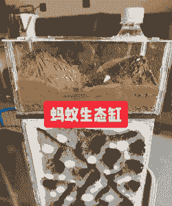 蚂蚁养殖器怎么做