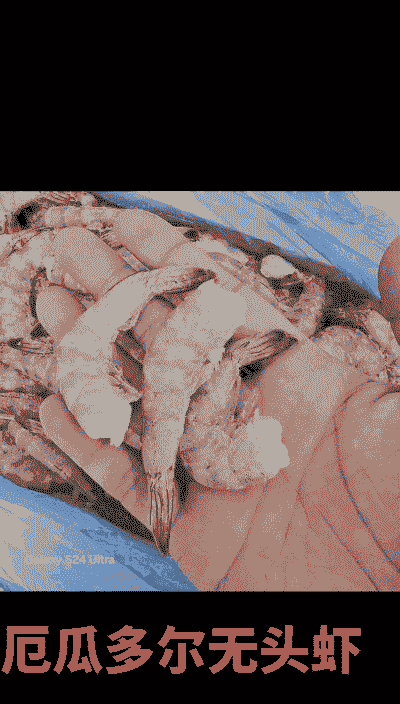 养殖虾厄瓜多尔怎么养殖