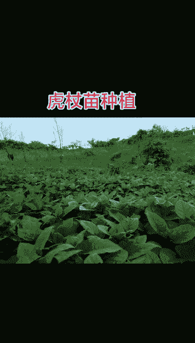 人工养殖虎杖怎么养殖