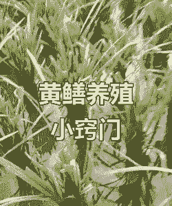 稻田养殖黄鳝怎么养殖