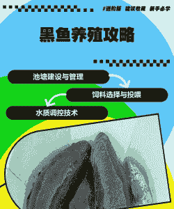 硬水养殖黑鱼怎么养殖