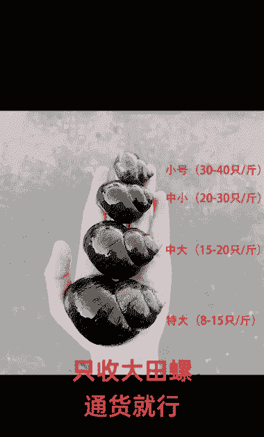 养殖大号田螺怎么养殖