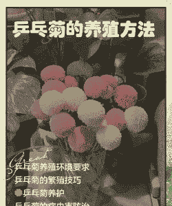 乒乓球菊花怎么养殖