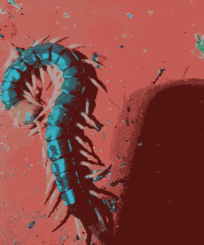 猪血养殖蜈蚣怎么养殖