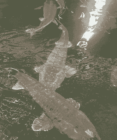 海水养殖鲟鱼怎么养殖