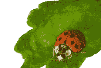 户外养殖瓢虫怎么养殖