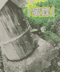 木桶养殖蜜蜂怎么养殖