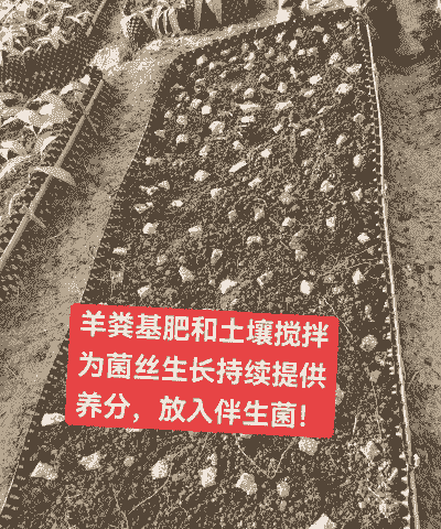 活体养殖蘑菇怎么养殖