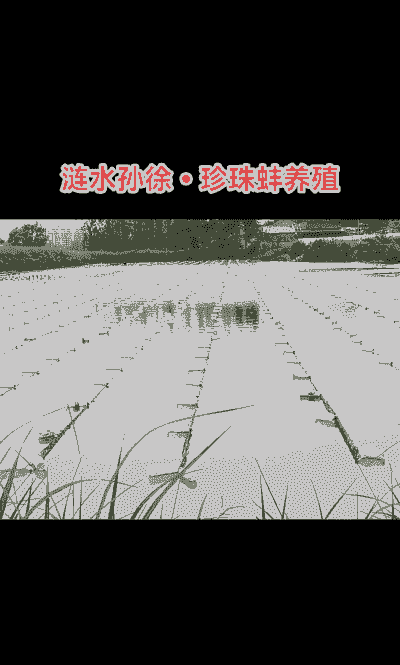 水池养殖贝壳怎么养殖