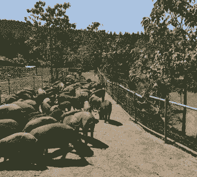 黑猪的养殖怎么样