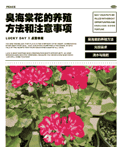 臭海棠花怎么养殖方法