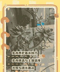 肉肉的植物怎么养殖