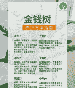 金钱怎么养殖方法