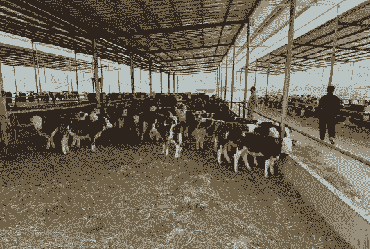 肉牛养殖怎么样