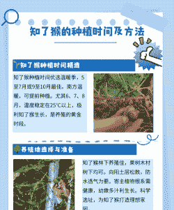 知了猴怎么养殖