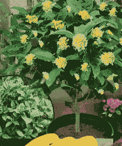 盆栽四季怎么养殖