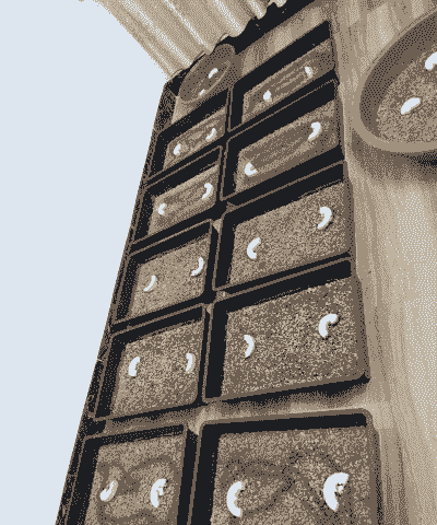 黑鱼在家怎么养