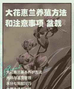 大兰花怎么养殖