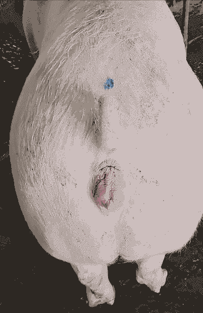 养殖母猪怎么样