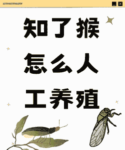 怎么人工养殖金蝉