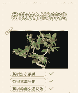 茶树盆栽怎么养殖