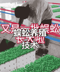 蜈蚣冬天怎么养殖