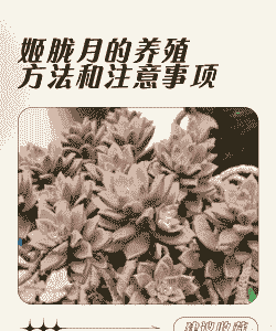 姬胧月怎么养殖