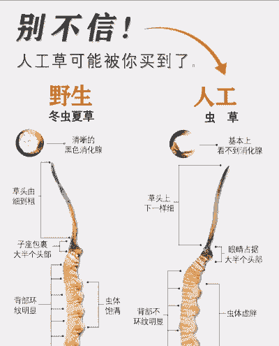 冬虫夏草是怎么养殖的
