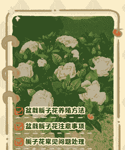 枝枝花怎么养殖