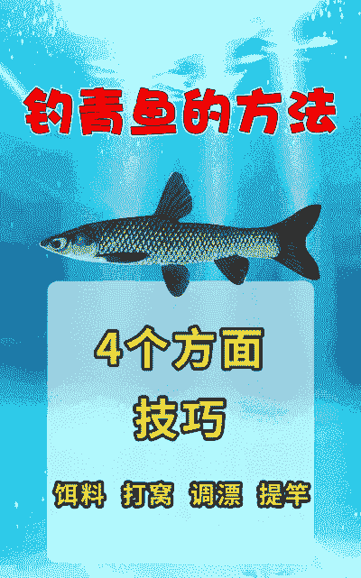 养殖的青鱼怎么钓