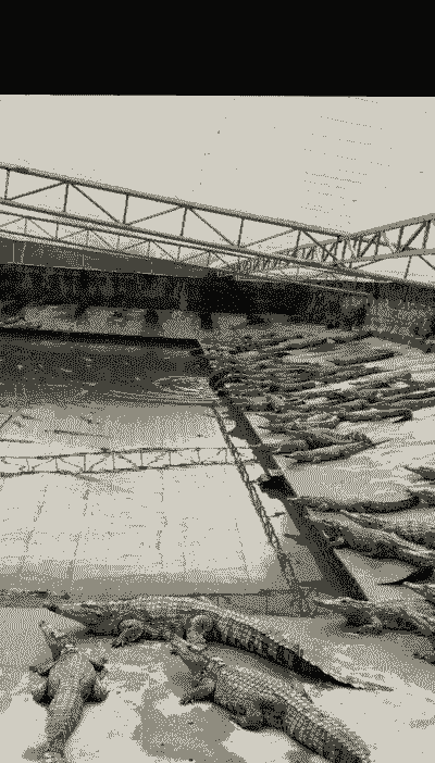 鳄鱼养殖怎么样