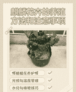 多肉麒麟怎么养殖方法