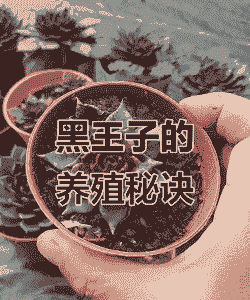 黑王子怎么养殖