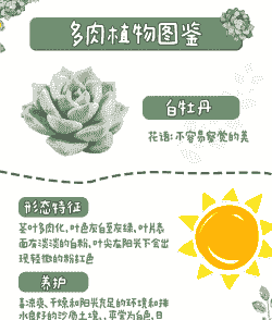 白牡丹怎么养殖