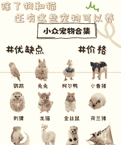 养殖宠物怎么样