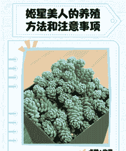 姬星美人怎么养殖