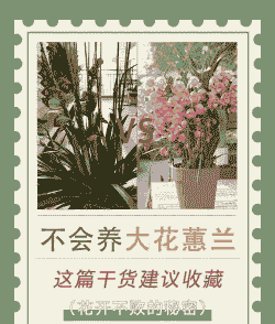 大花卉兰怎么养殖