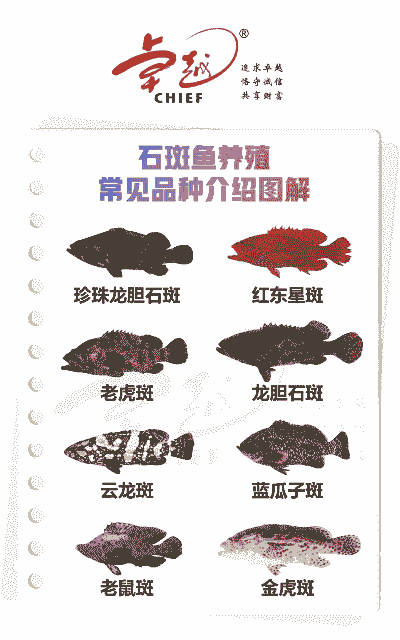 石斑鱼怎么养殖