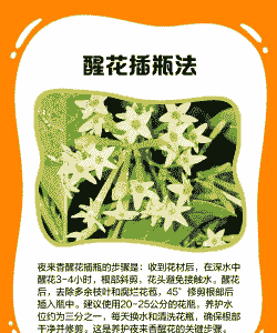 夜来香怎么养殖