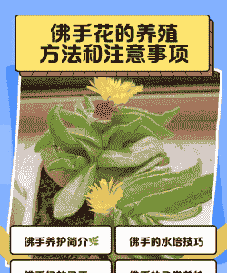 多肉佛手怎么养殖