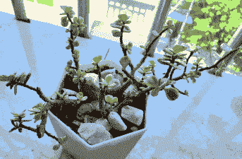 双胞胎饲料怎么样